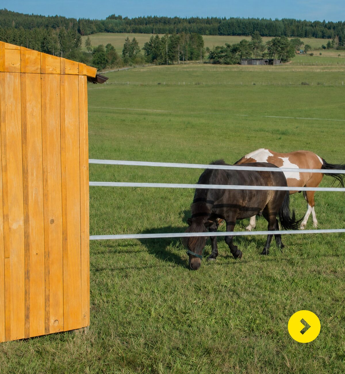 Paard bij een veilige afrastering