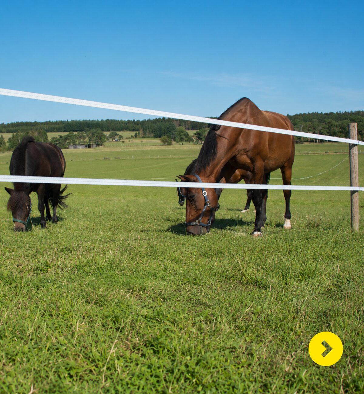 Kleine tot middelgrote paardenweide