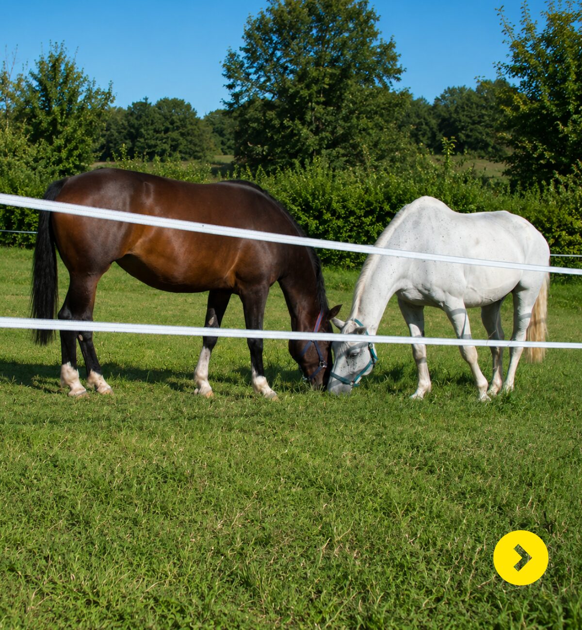 Mobiele afrasteringsset voor paarden