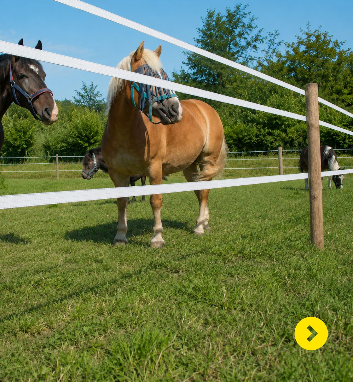 Kleine paardenweide
