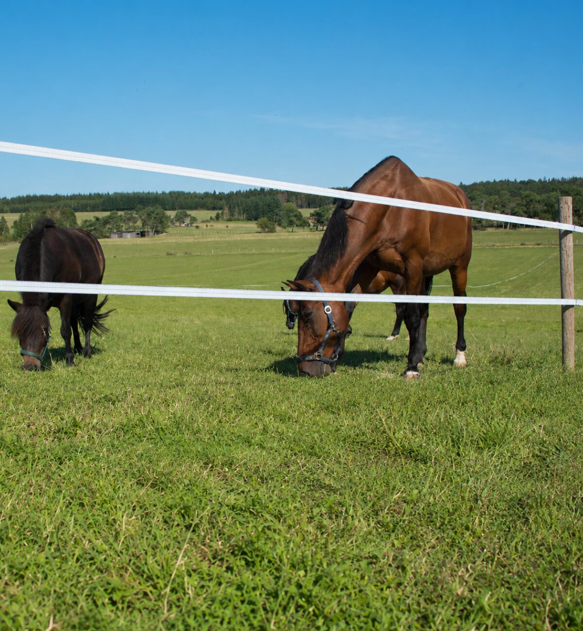 Kleine tot middelgrote paardenweide