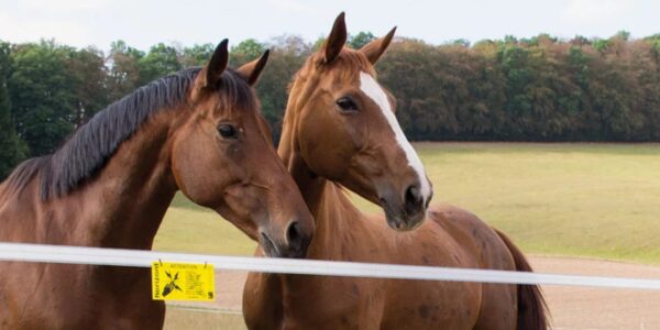 Paarden afrasteren: zo maak je een veilige afrastering voor paarden