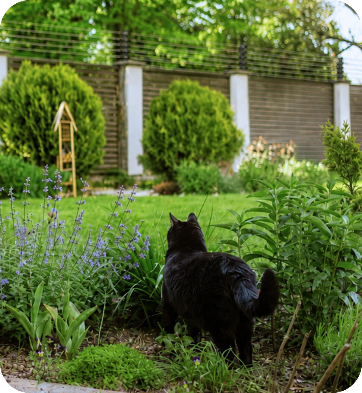 Elektrische kattenafrastering boven op een schutting om katten binnen of buiten de tuin te houden