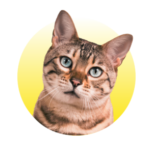 Kat