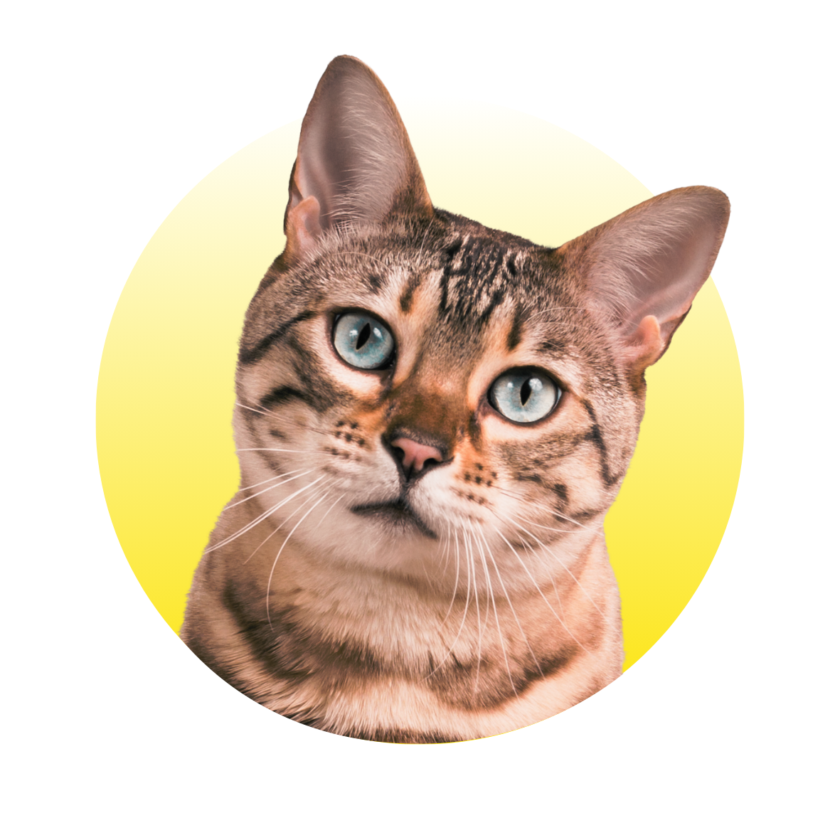 Kat