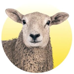 Schaap