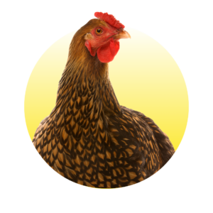 Gevogelte