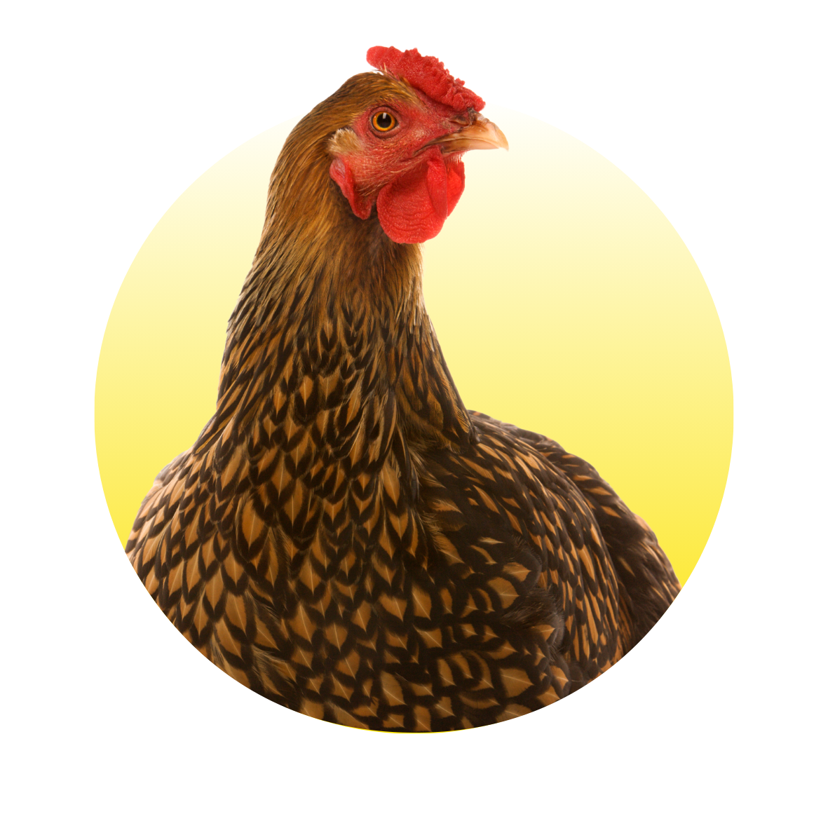 Gevogelte