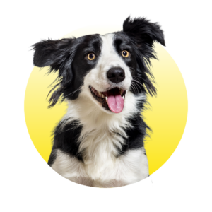 Hond