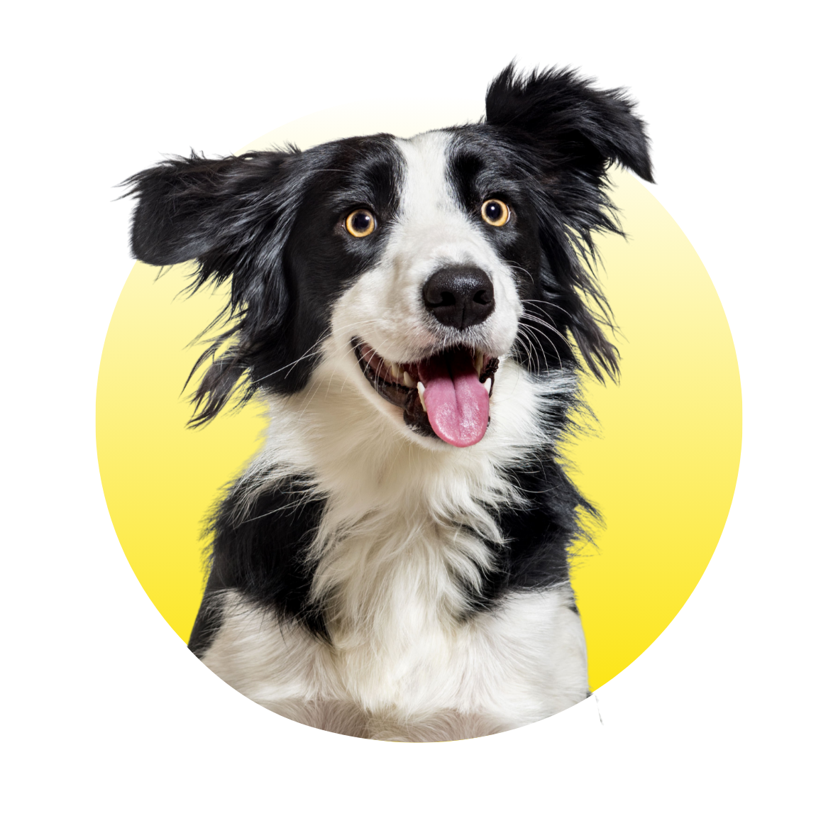 Hond