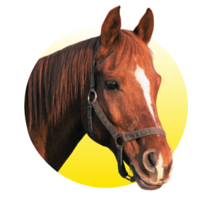 Paard