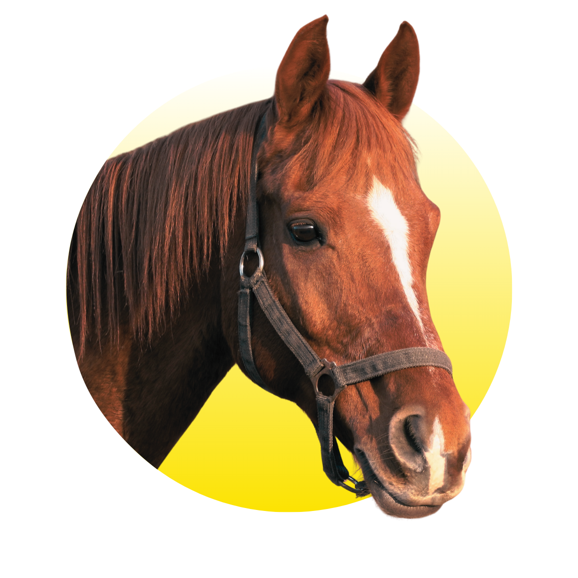 Paard