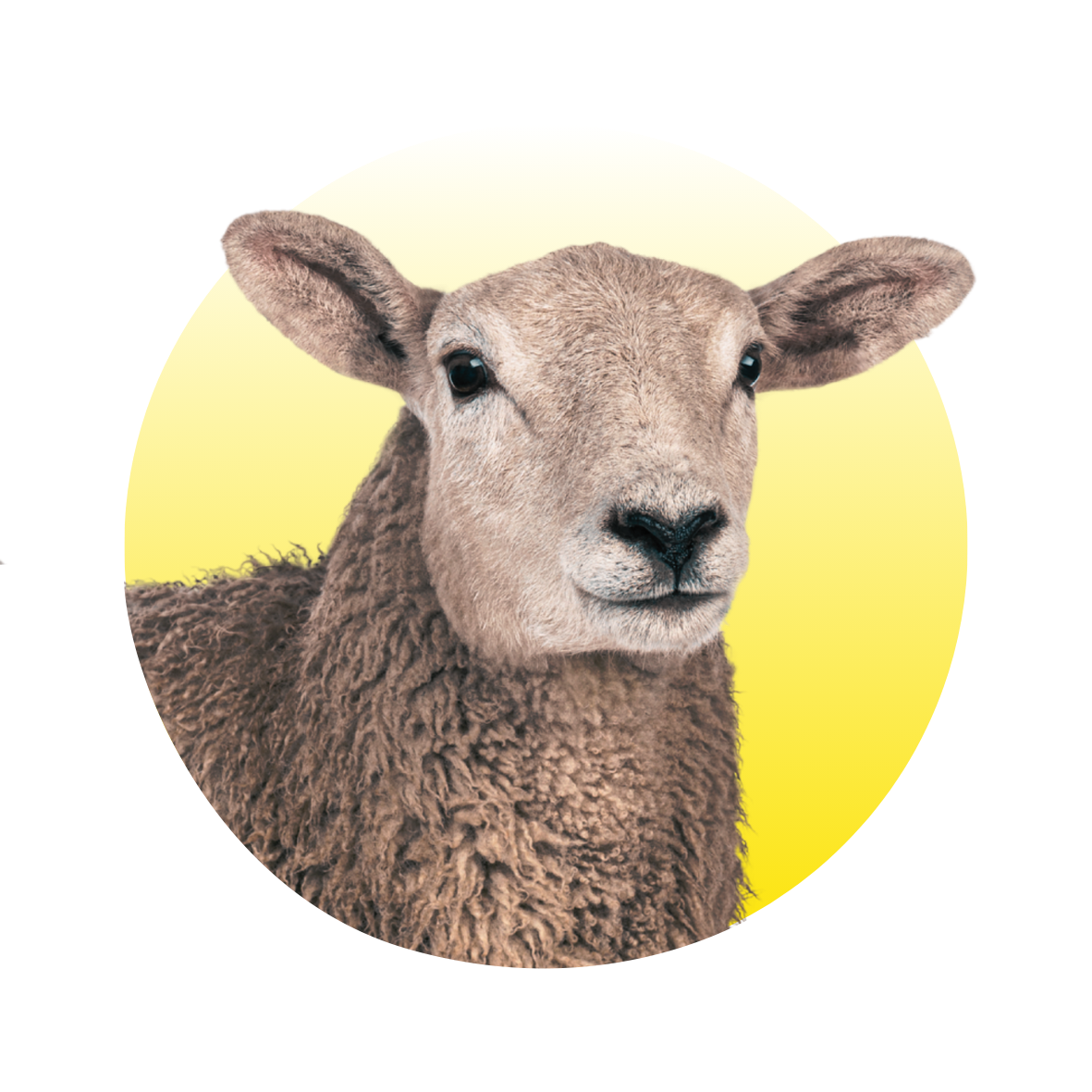 Schaap