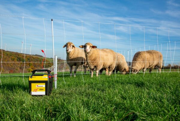 Mobiele afrastering voor schapen